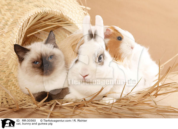 cat, bunny and guinea pig / RR-30560