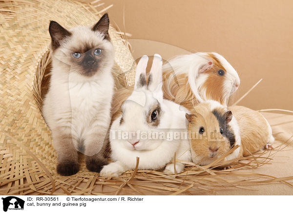 cat, bunny and guinea pig / RR-30561