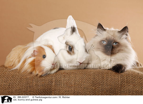 cat, bunny and guinea pig / RR-30577