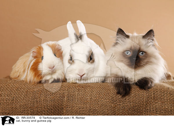 cat, bunny and guinea pig / RR-30578