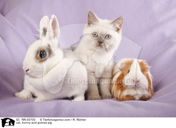 cat, bunny and guinea pig / RR-30700