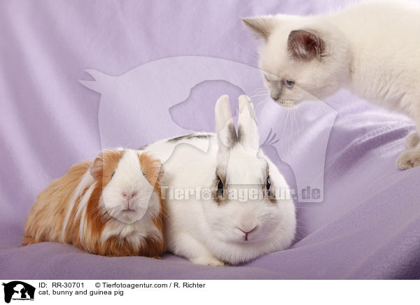 cat, bunny and guinea pig / RR-30701