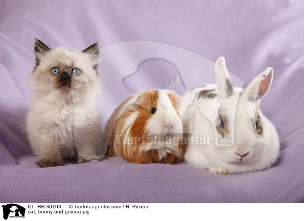 Katze & Kaninchen & Meerschweinchen / cat, bunny and guinea pig / RR-30703