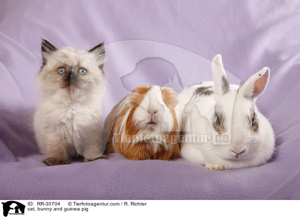Katze & Kaninchen & Meerschweinchen / cat, bunny and guinea pig / RR-30704
