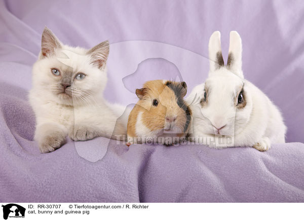 cat, bunny and guinea pig / RR-30707