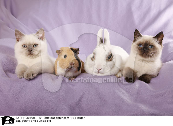 cat, bunny and guinea pig / RR-30708