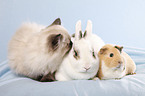 cat, bunny and guinea pig