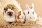 cat, bunny and guinea pig