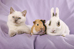 cat, bunny and guinea pig