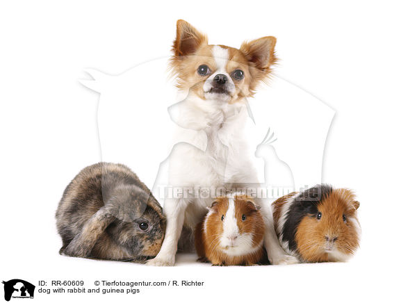 Hund mit Kaninchen und Meerschweinchen / dog with rabbit and guinea pigs / RR-60609