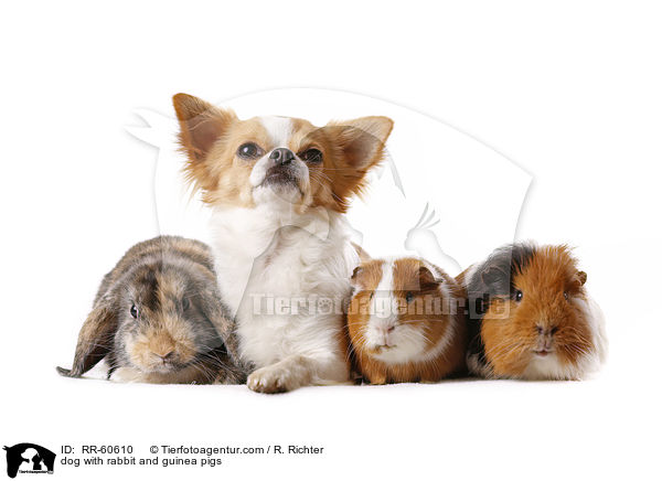 dog with rabbit and guinea pigs / RR-60610
