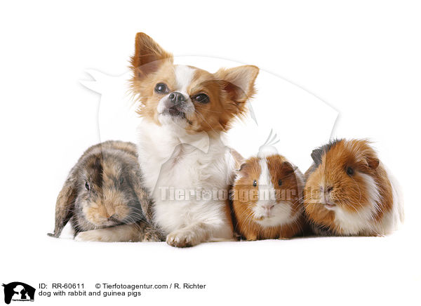 Hund mit Kaninchen und Meerschweinchen / dog with rabbit and guinea pigs / RR-60611
