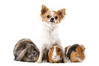 dog with rabbit and guinea pigs