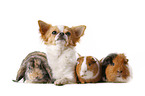 dog with rabbit and guinea pigs