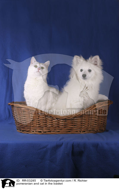 pomeranian and cat in the basket / RR-03285