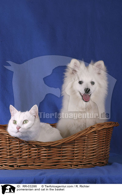 pomeranian and cat in the basket / RR-03286