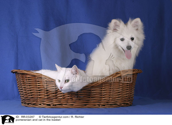 pomeranian and cat in the basket / RR-03287