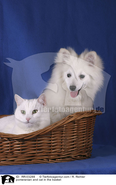 Spitz und Katze im Krbchen / pomeranian and cat in the basket / RR-03288