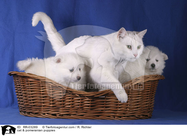 Katze & Spitz Welpen / cat & pomeranian puppies / RR-03289