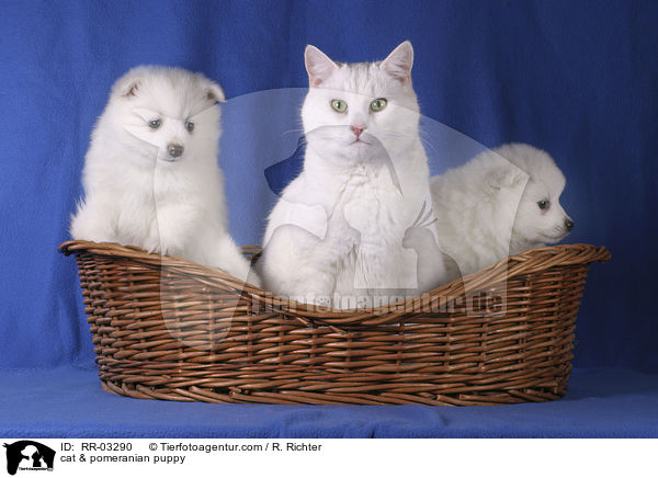 Katze & Spitz Welpe / cat & pomeranian puppy / RR-03290