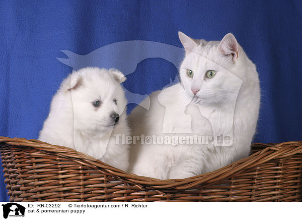 Katze & Spitz Welpe / cat & pomeranian puppy / RR-03292
