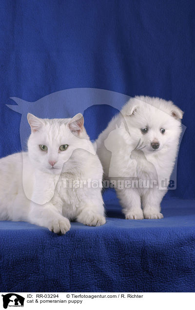 cat & pomeranian puppy / RR-03294