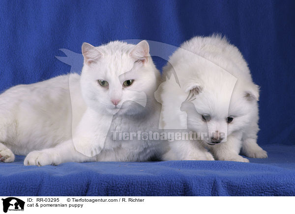 Katze & Spitz Welpe / cat & pomeranian puppy / RR-03295