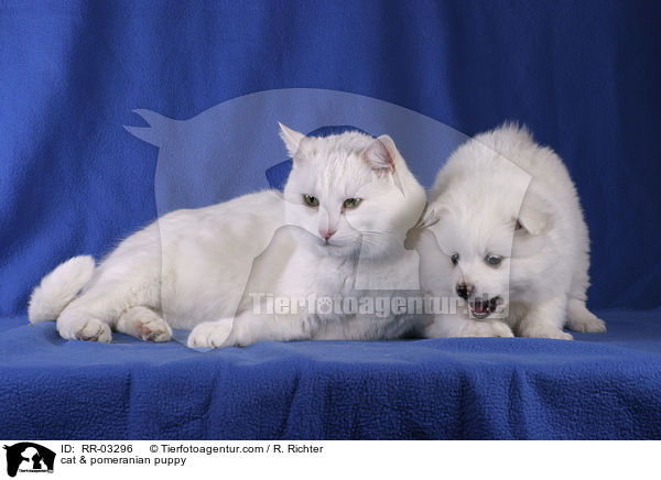 Katze & Spitz Welpe / cat & pomeranian puppy / RR-03296