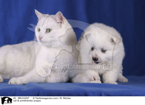 Katze & Spitz Welpe / cat & pomeranian puppy / RR-03297