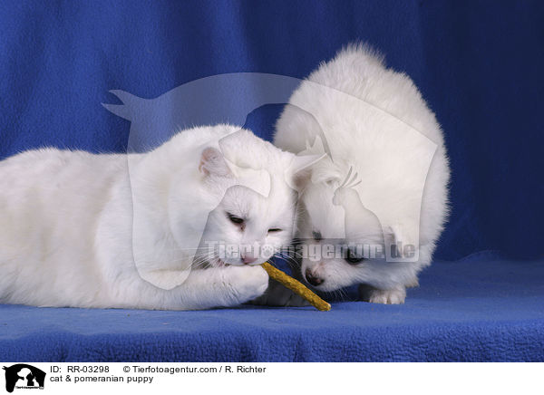 Katze & Spitz Welpe / cat & pomeranian puppy / RR-03298