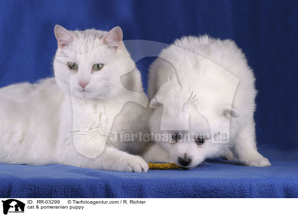 Katze & Spitz Welpe / cat & pomeranian puppy / RR-03299
