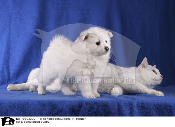Katze & Spitz Welpe / cat & pomeranian puppy / RR-03300