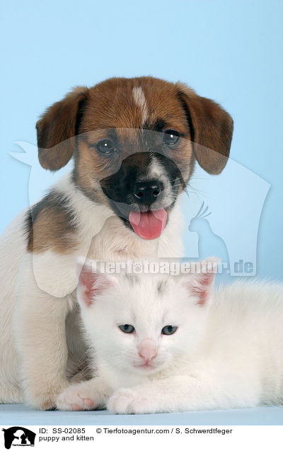 Hundewelpe und Ktzchen / puppy and kitten / SS-02085