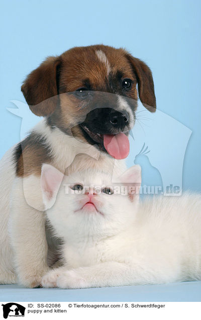 Hundewelpe und Ktzchen / puppy and kitten / SS-02086