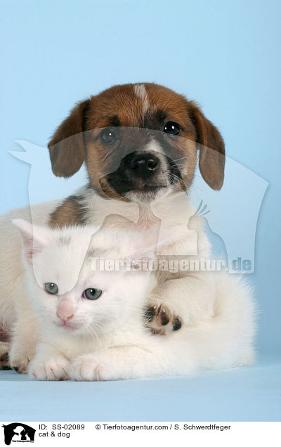 Hund & Katze / cat & dog / SS-02089