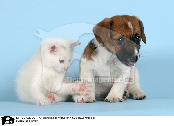 puppy and kitten / SS-02090