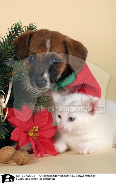Hundewelpe und Ktzchen zu Weihnachten / puppy and kitten at christmas / SS-02091
