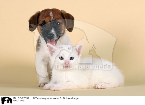 Hund & Katze / cat & dog / SS-02092