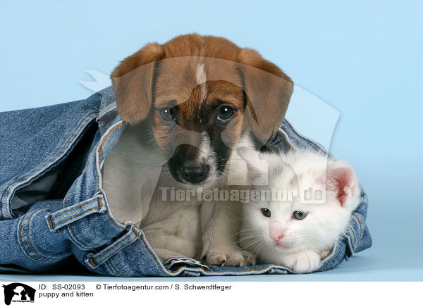 puppy and kitten / SS-02093