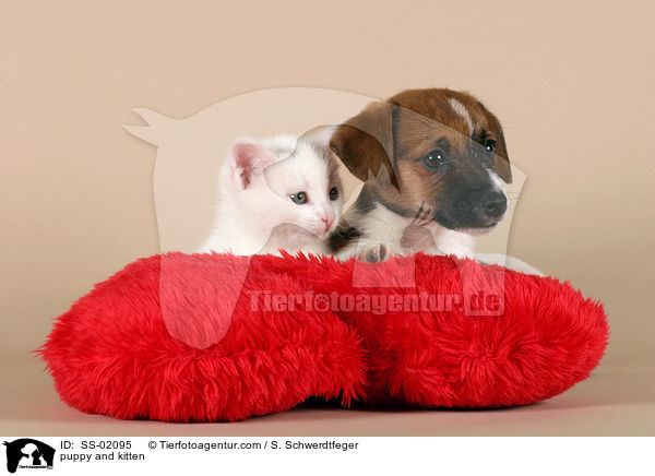 puppy and kitten / SS-02095
