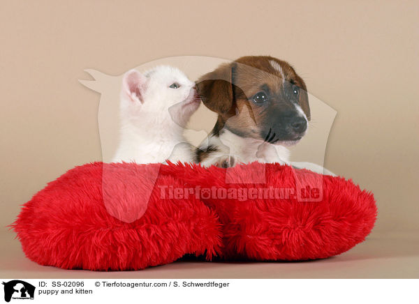 Hundewelpe und Ktzchen / puppy and kitten / SS-02096