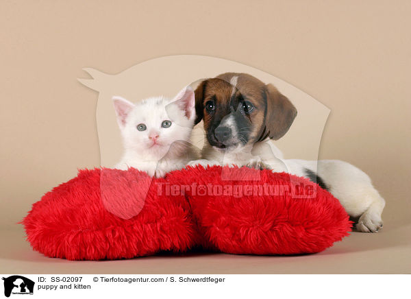 Hundewelpe und Ktzchen / puppy and kitten / SS-02097