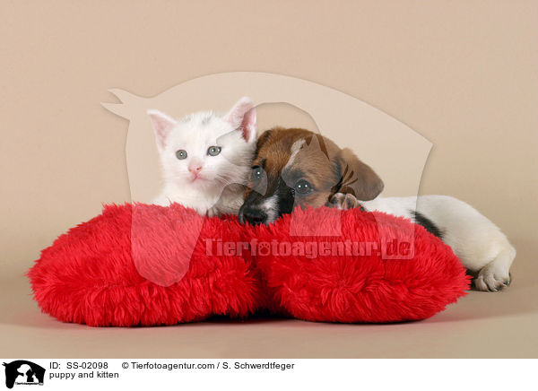 Hundewelpe und Ktzchen / puppy and kitten / SS-02098
