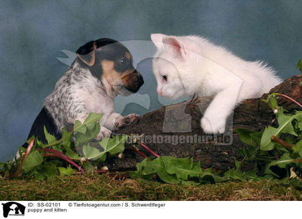 Hundewelpe und Ktzchen / puppy and kitten / SS-02101