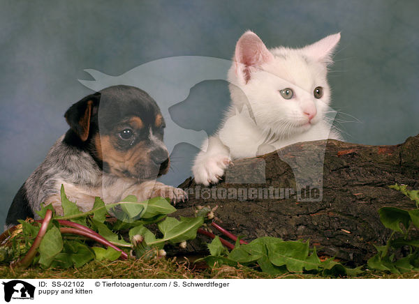 Hundewelpe und Ktzchen / puppy and kitten / SS-02102