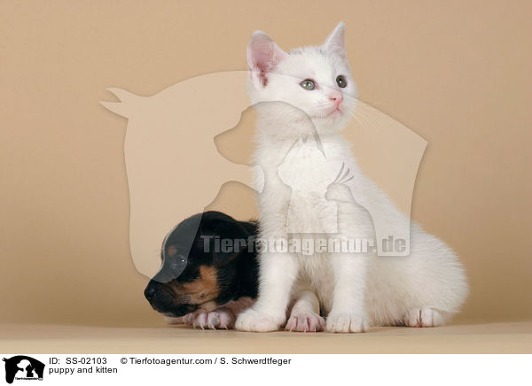 Hundewelpe und Ktzchen / puppy and kitten / SS-02103