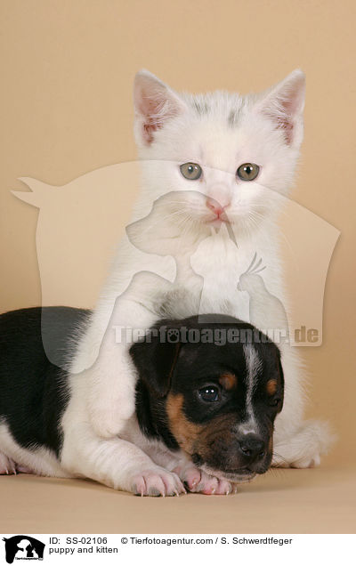 Hundewelpe und Ktzchen / puppy and kitten / SS-02106