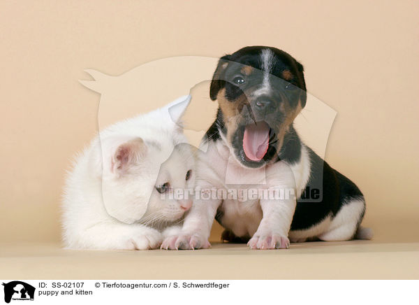 Hundewelpe und Ktzchen / puppy and kitten / SS-02107