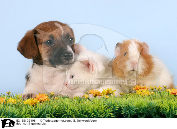 Hund, Katze & Meerschwein / dog, cat & guinea pig / SS-02108
