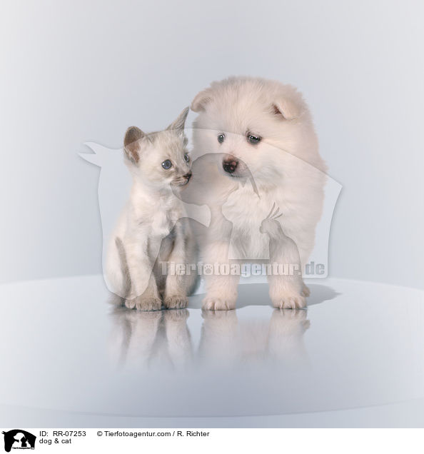 dog & cat / RR-07253